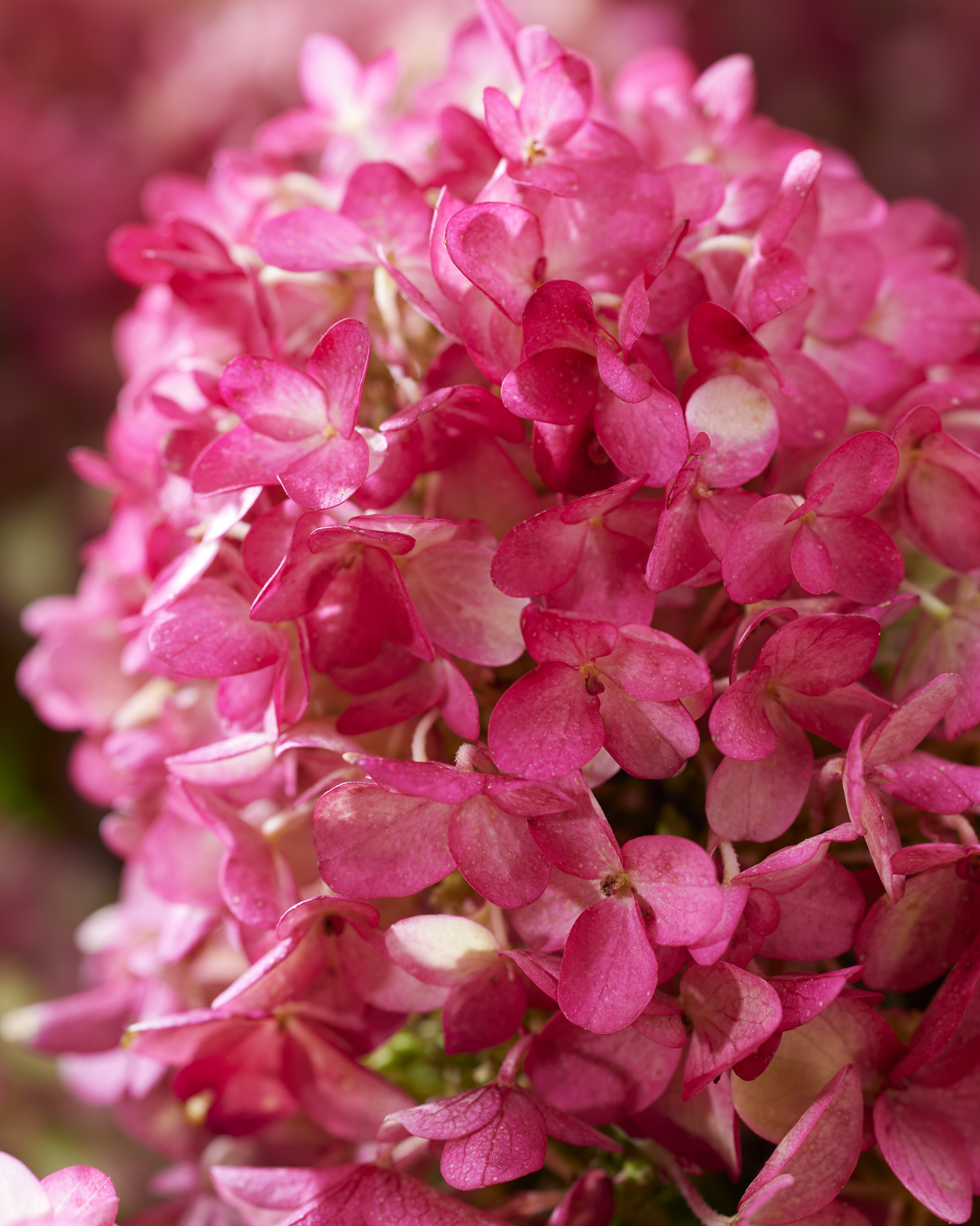 Hydrangea paniculata ´Living Little Rosy´®Ⓢ