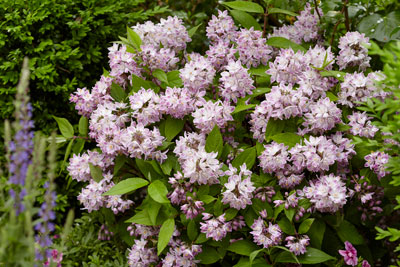 Deutzia-Raspberry-Sundae-15