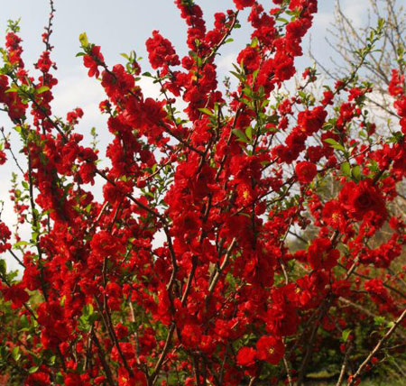 chaenomeles-double-take-scarlet-storm-7