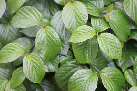 Viburnum-Shiny-Dancer5