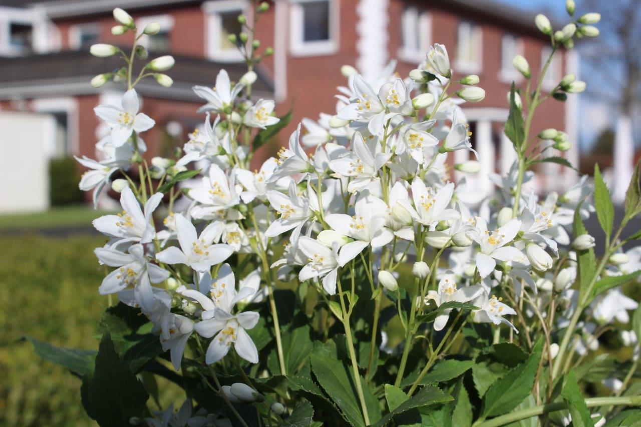 deutzia-yuki-snowflake-14 DEUTZIA ´Yuki Snowflake´® (´NCDX1´)Ⓢ PW®