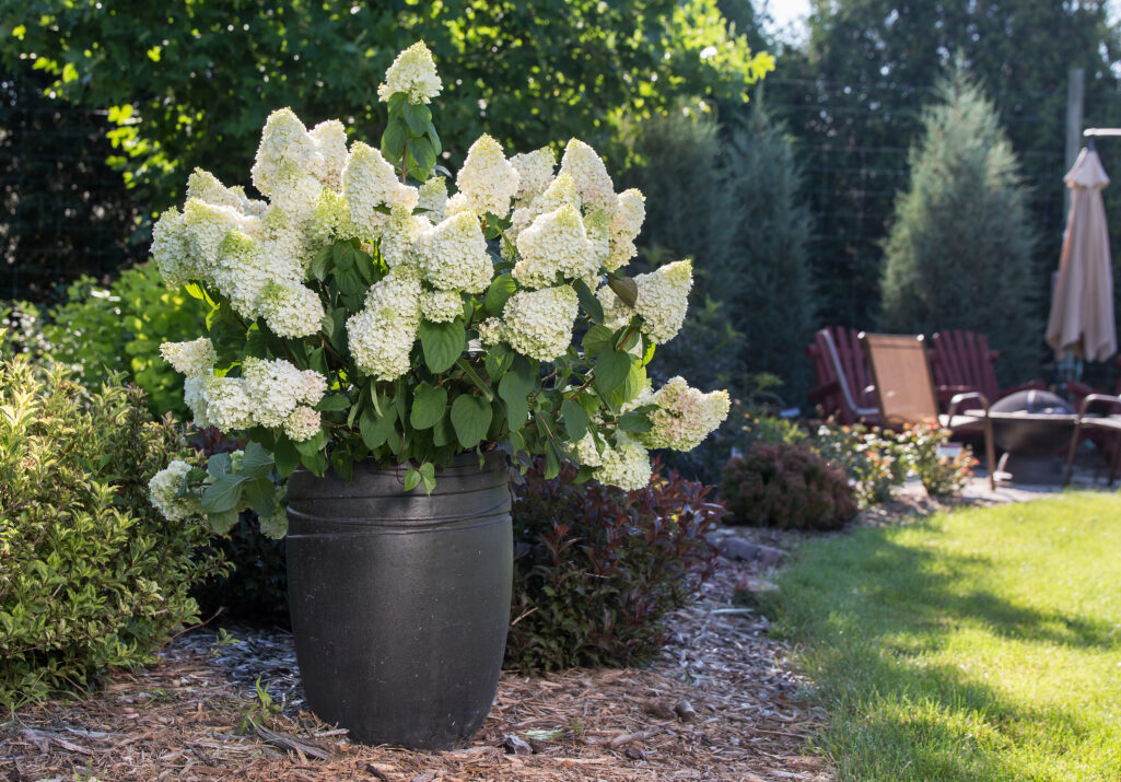 HYDRANGEA-pan-Little-Hottie-4
