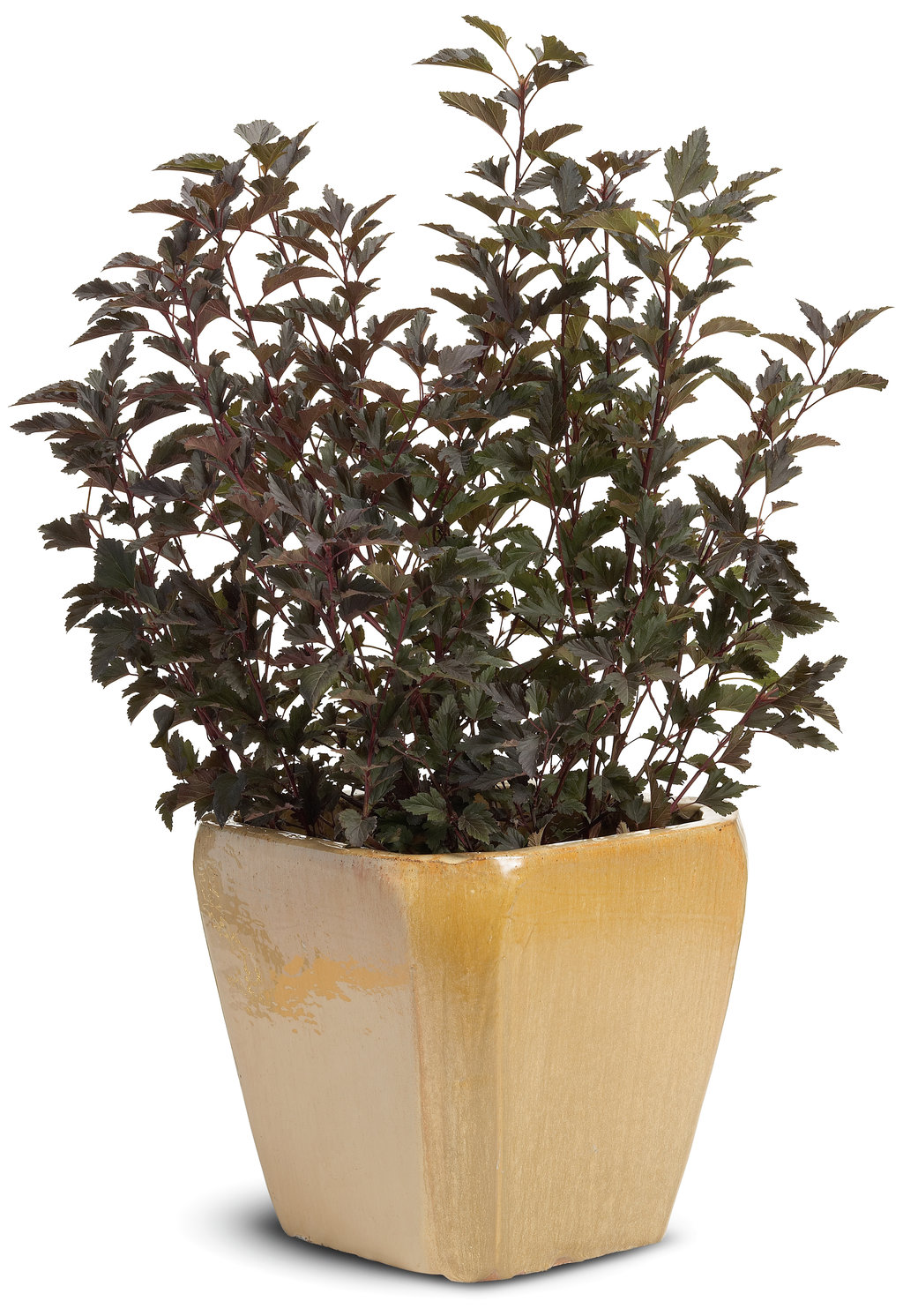 physocarpus-opulifolius-summer-wine-3