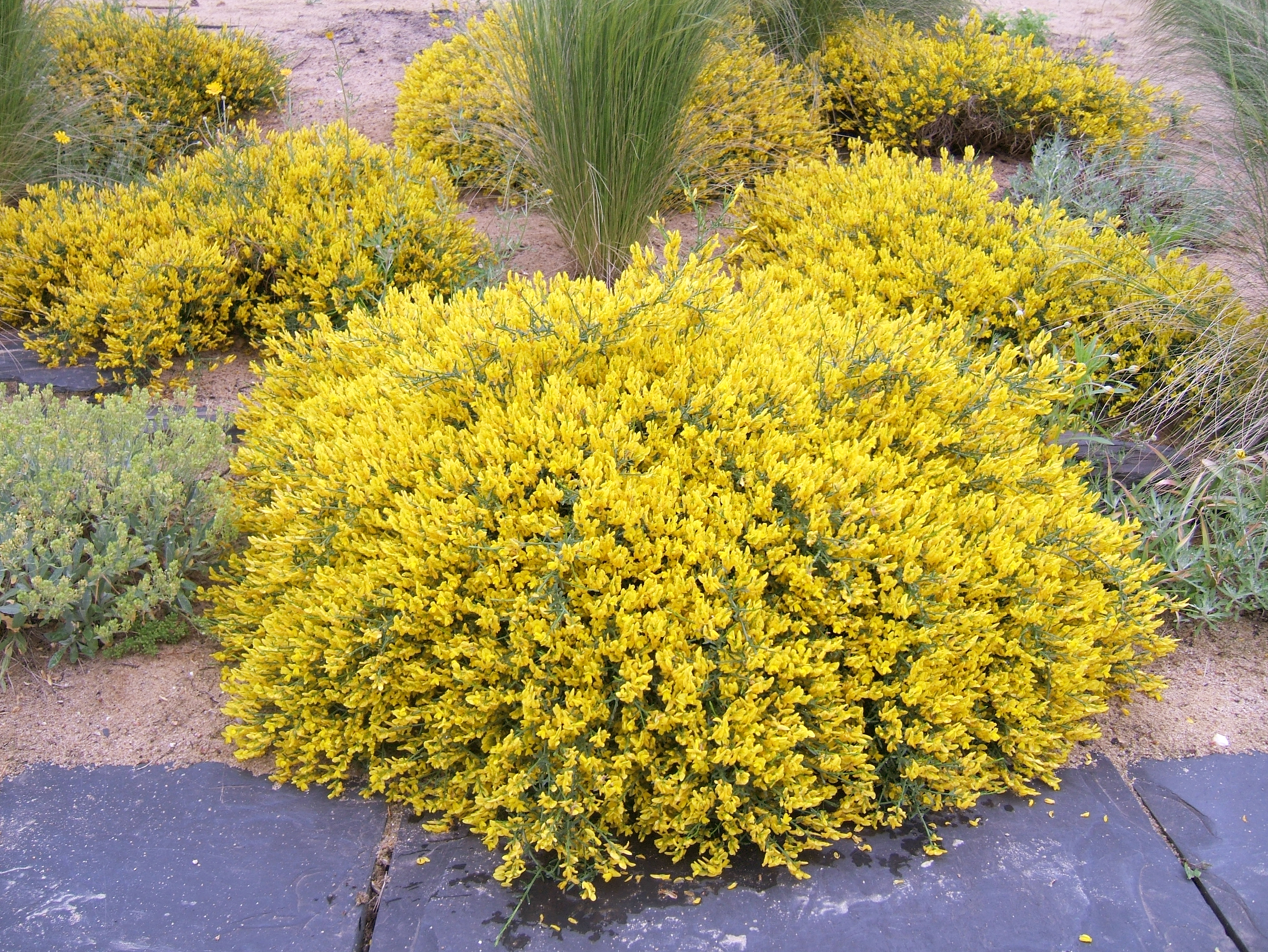 GENISTA lydia (= spathulata)