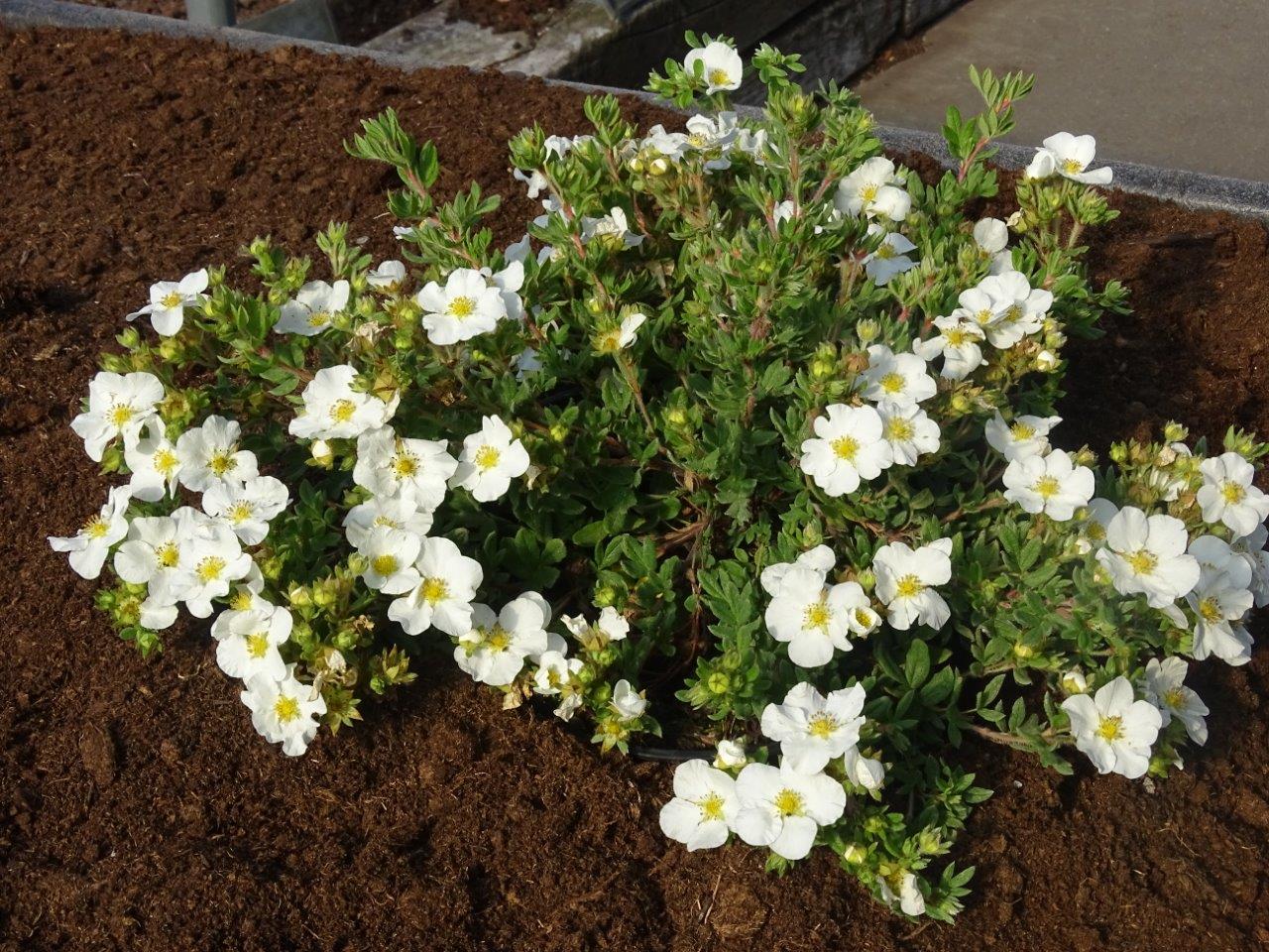 Potentilla-fruticosa-Bella-Bianca-2