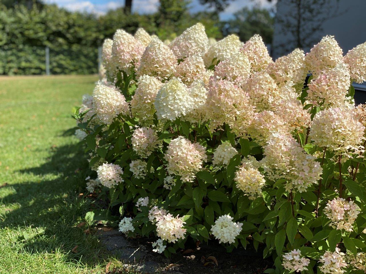 HYDRANGEA-paniculata-Pinkachu-50