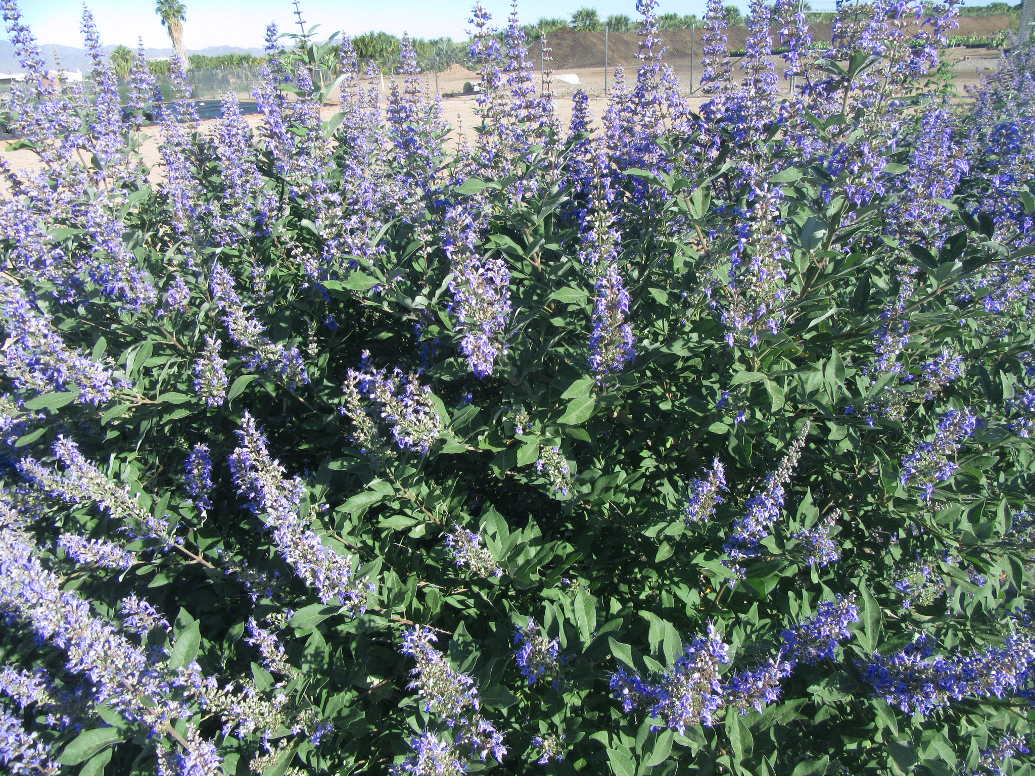 Vitex-Summertime-Blues-5-30-19-6