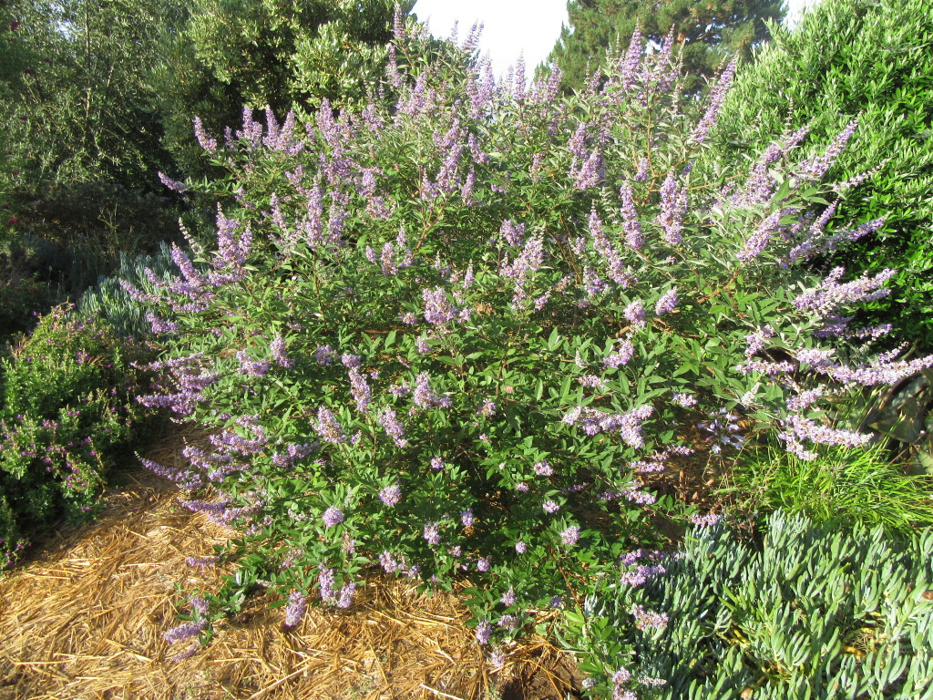 Vitex_Summertime_Blues2-1