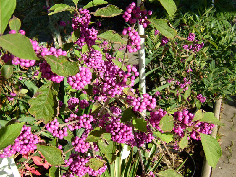 callicarpa-bodinieri-profusion-4