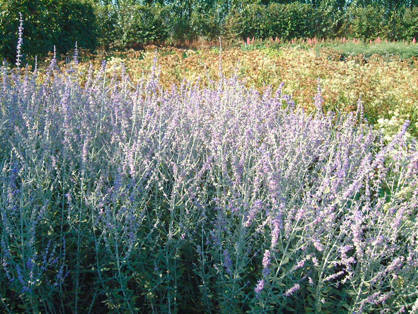 perovskia-atriplicifolia-little-spire