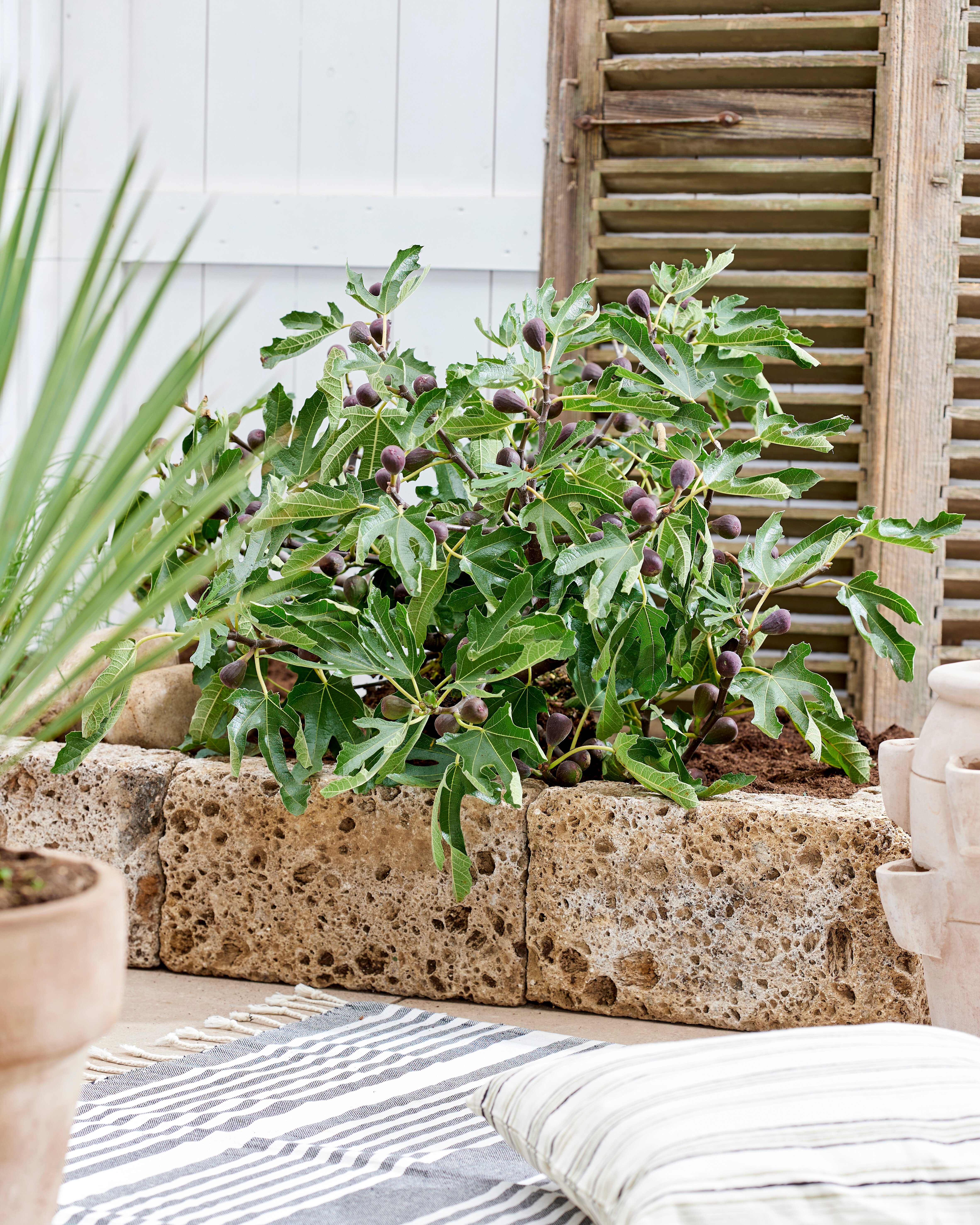 Ficus carica ´Little Miss Figgy® (´LMF01´)Ⓢ