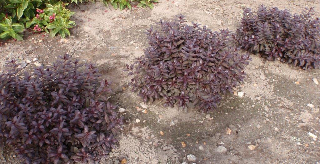 WEIGELA-florida-Minor-Black-3