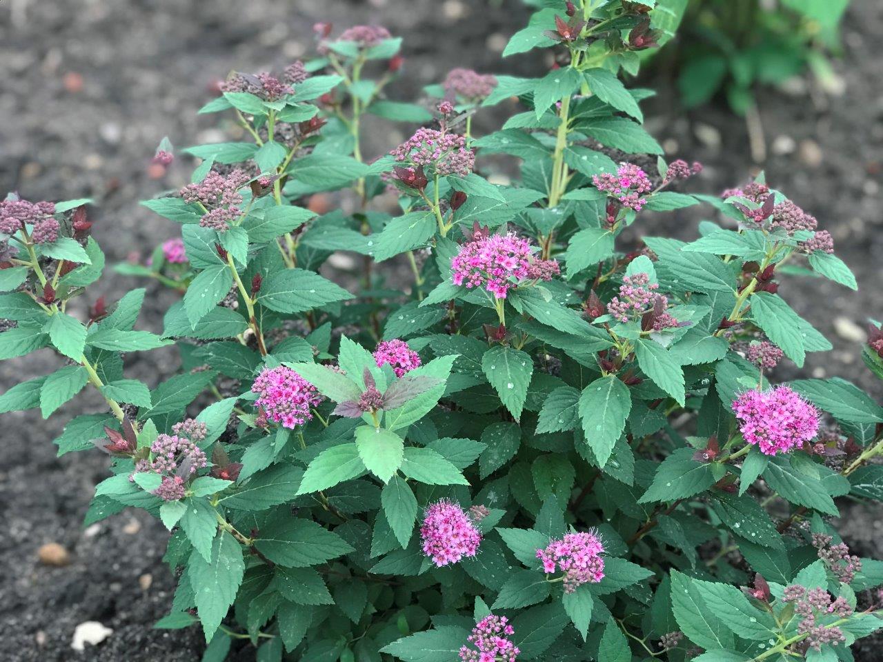 SPIRAEA-japonica-Double-Play-Artist-7