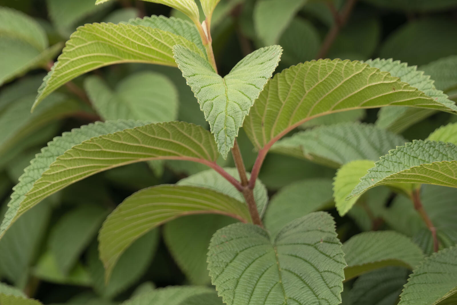 ViburnumFirstEditionsOpeningDay-068-12168_preview