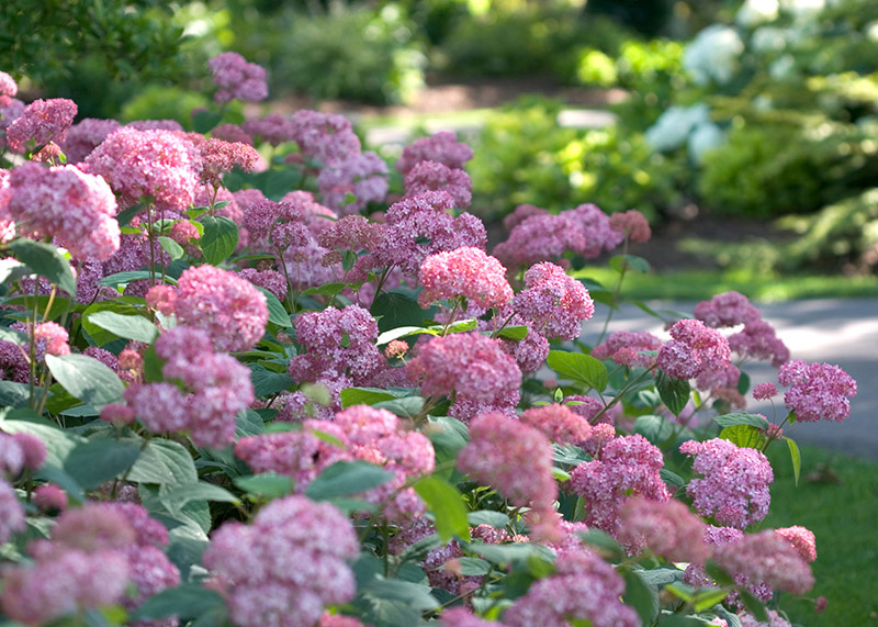 hydrangea-arborescens-pink-annabelle-353b13e68cc9f6