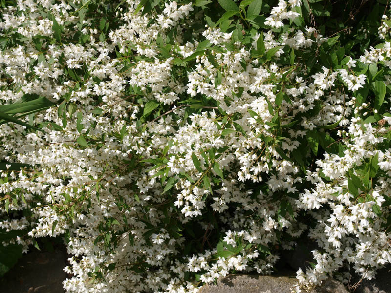 deutzia-gracilis-9