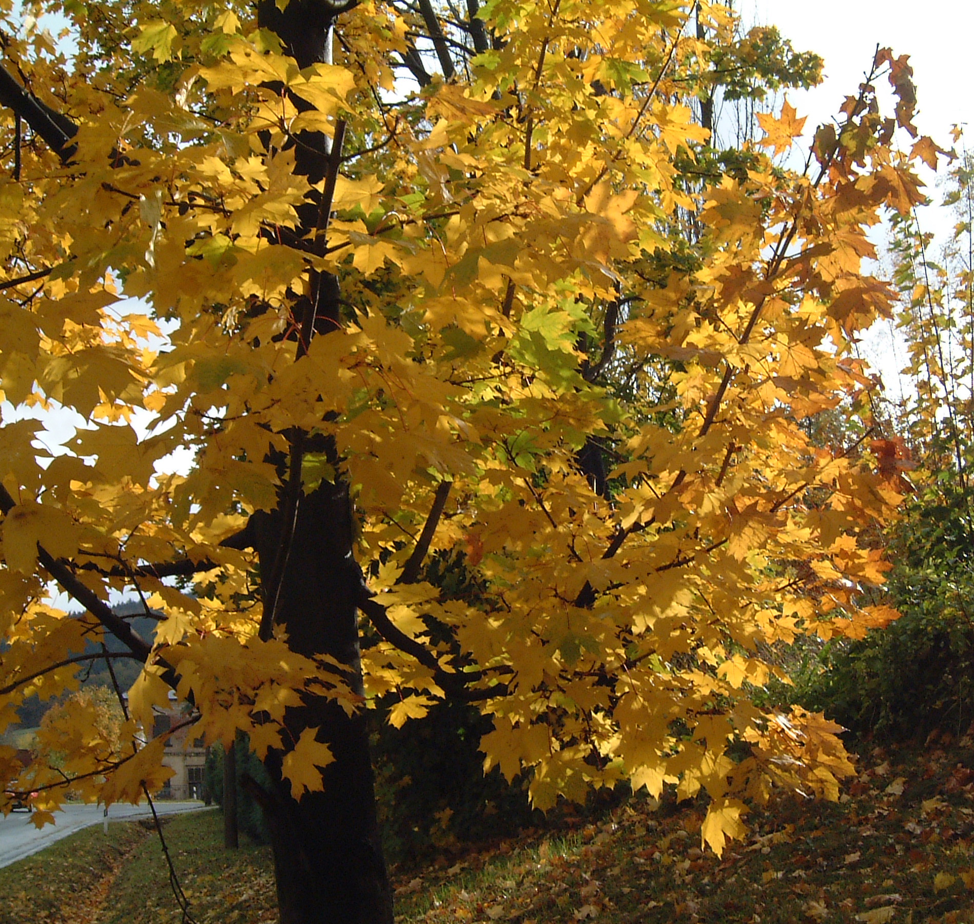 ACER pseudoplatanus