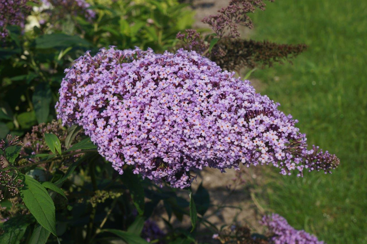 Buddleja-davidii-Gulliver-6