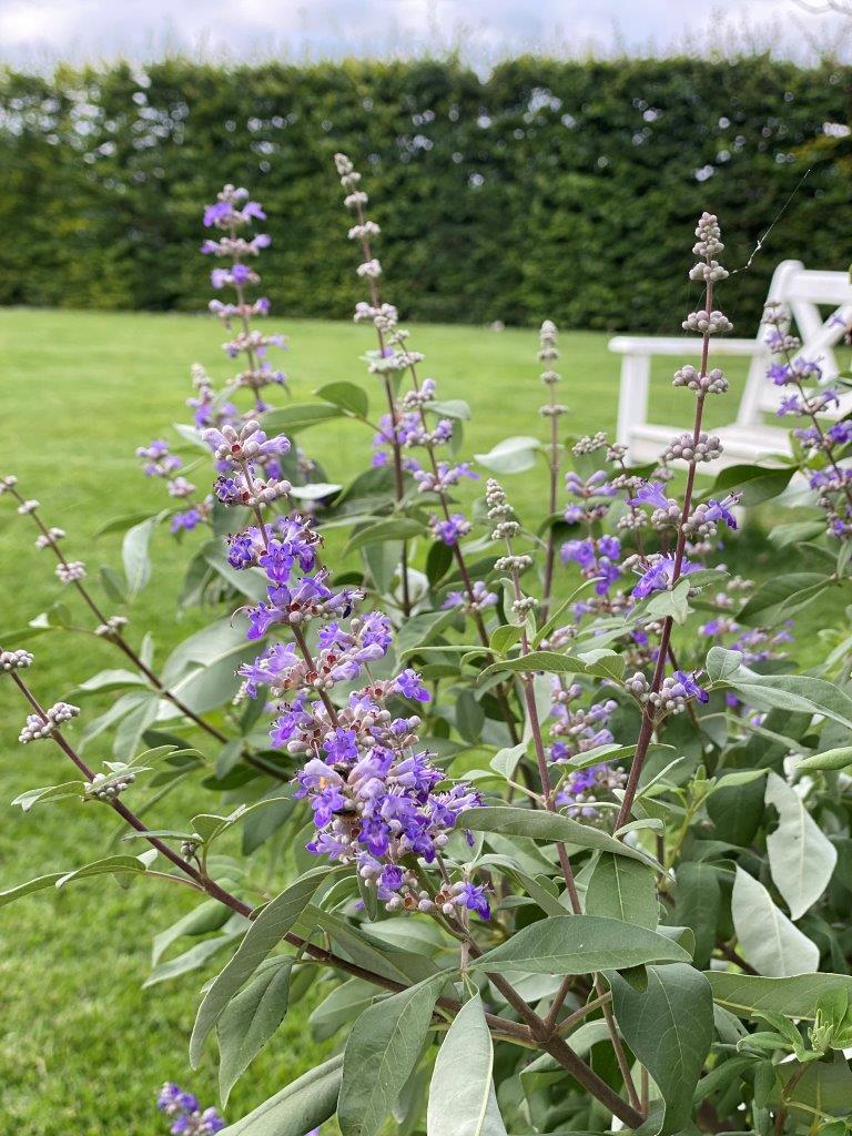 Vitex-Magical-Summertime-Blues-3