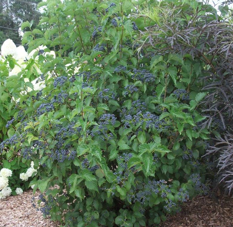 VIBURNUM-dentatum-Blue-Muffin-4
