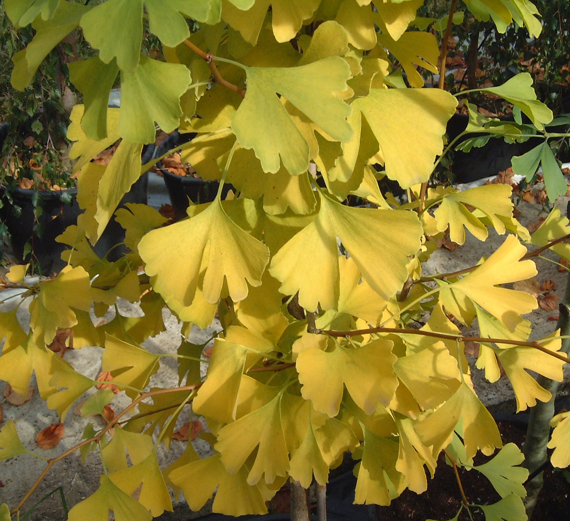 GINKGO-biloba-2