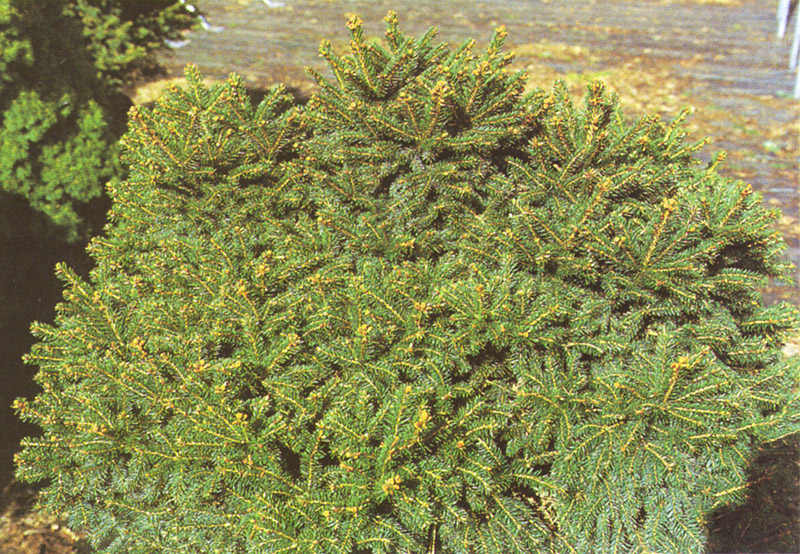 PICEA abies ´Pygmaea´