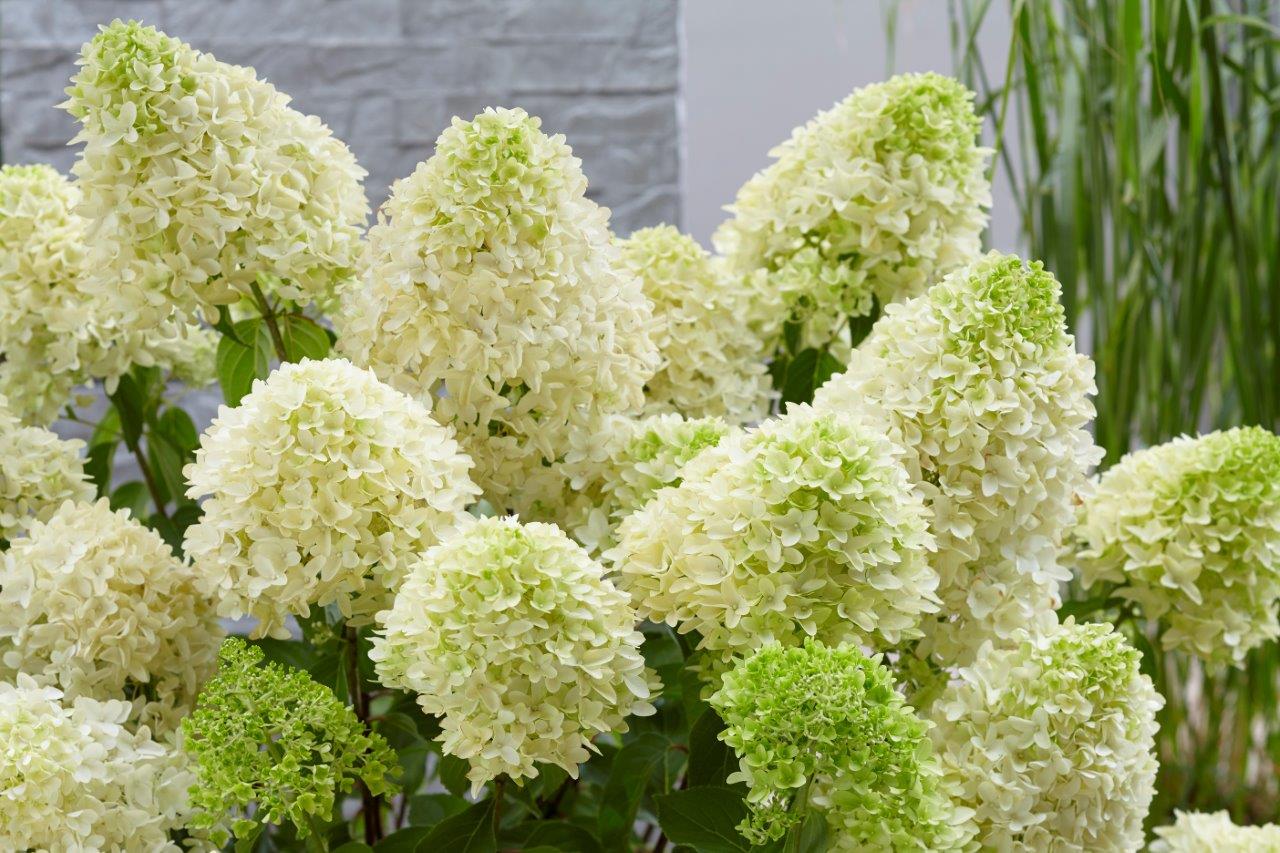 Hydrangea-Skyfall-7