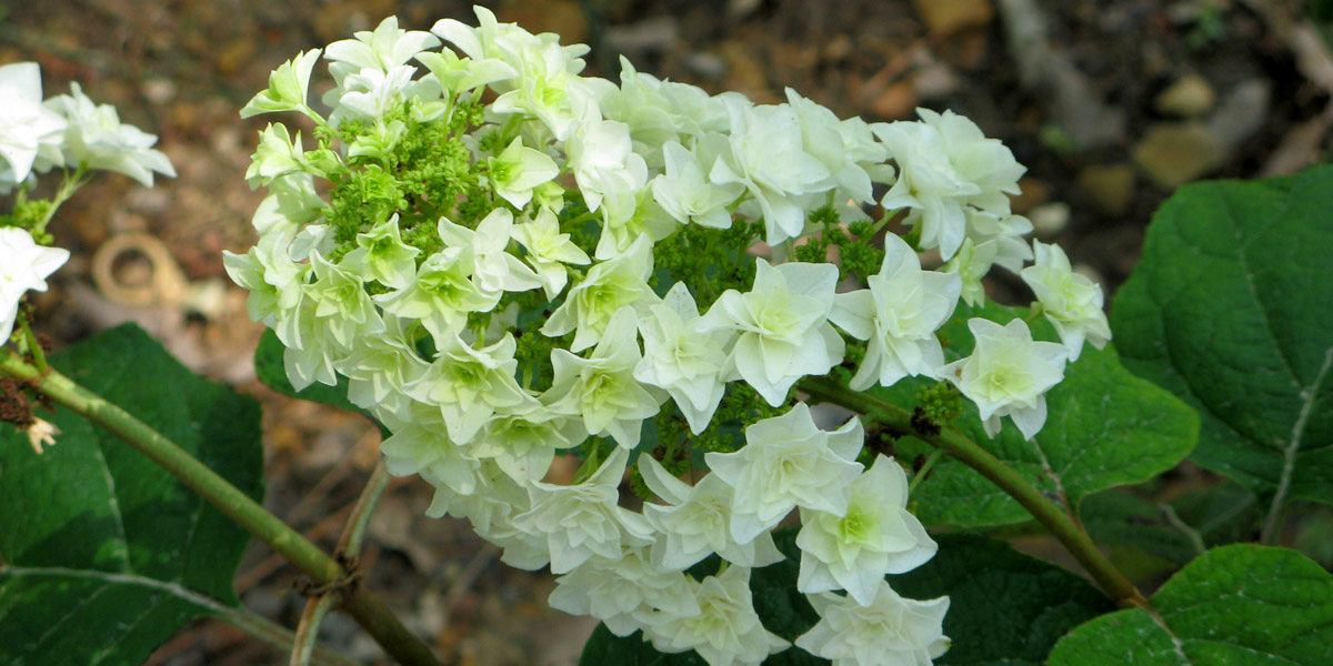 proven_winners_hydrangea_gatsby_starYcLqhvxsfWRBj