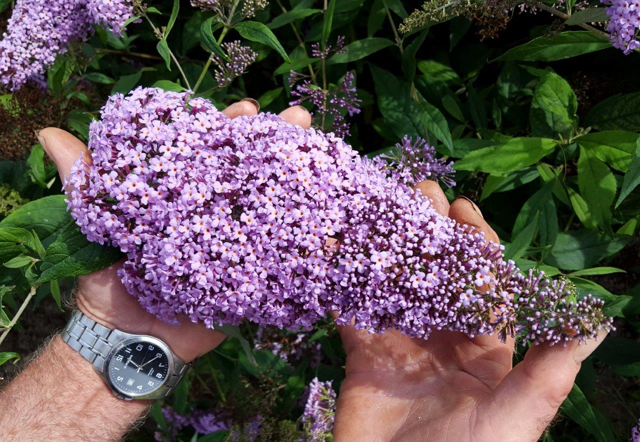 Buddleja-davidii-Gulliver-10
