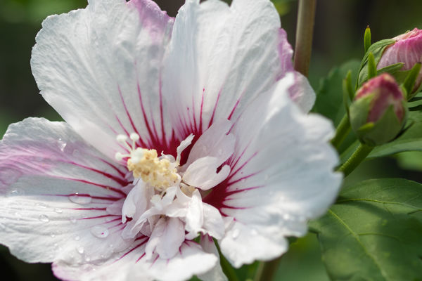 HIBISCUS syriacus ´Fiji´(=´Fidji´)® (´Minspot´)Ⓢ(=´Pinky Spot´)® FE®