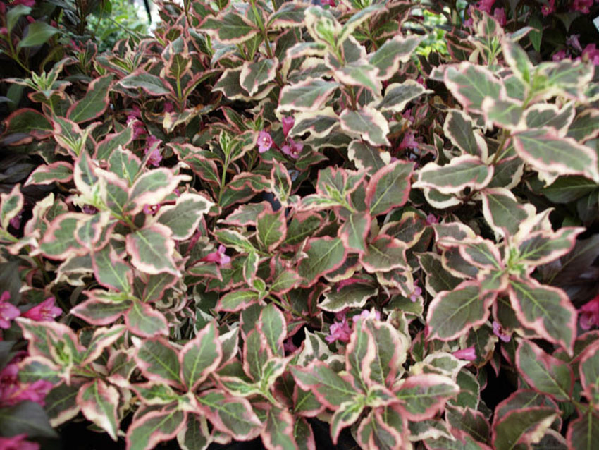 weigela-florida-monet-7