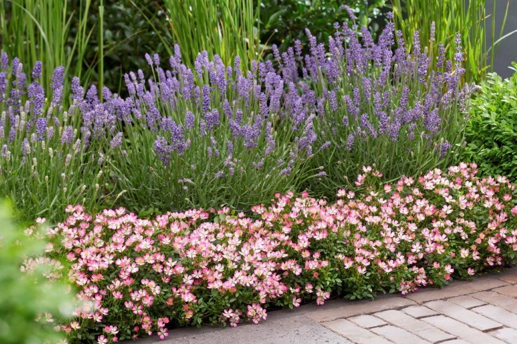 Cutie-Pie-Border_Rosa-Cutie-Pie-Border-3