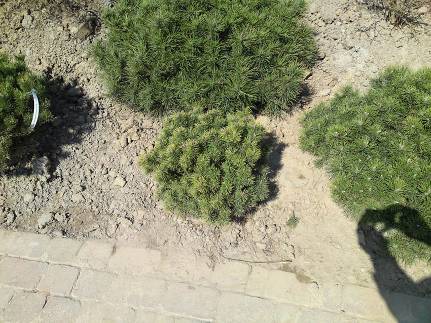 PINUS mugo ´Mops´