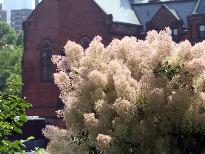 Cotinus-Young-Lady-4