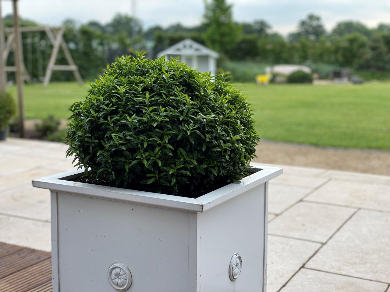 EUONYMUS-japonicus-Green-Empire-R-47