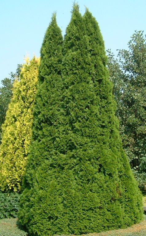 THUJA-occidentalis-Smaragd-7