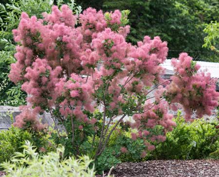 cotinus-coggygria-smokey-joe-4