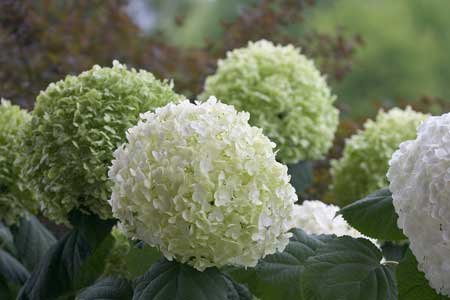 hydrangea-arborescens-strong-annabelle-75460e6a236d78