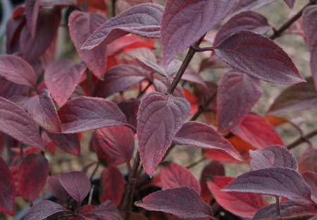 hydrangea-paniculata-diamant-rouge_9