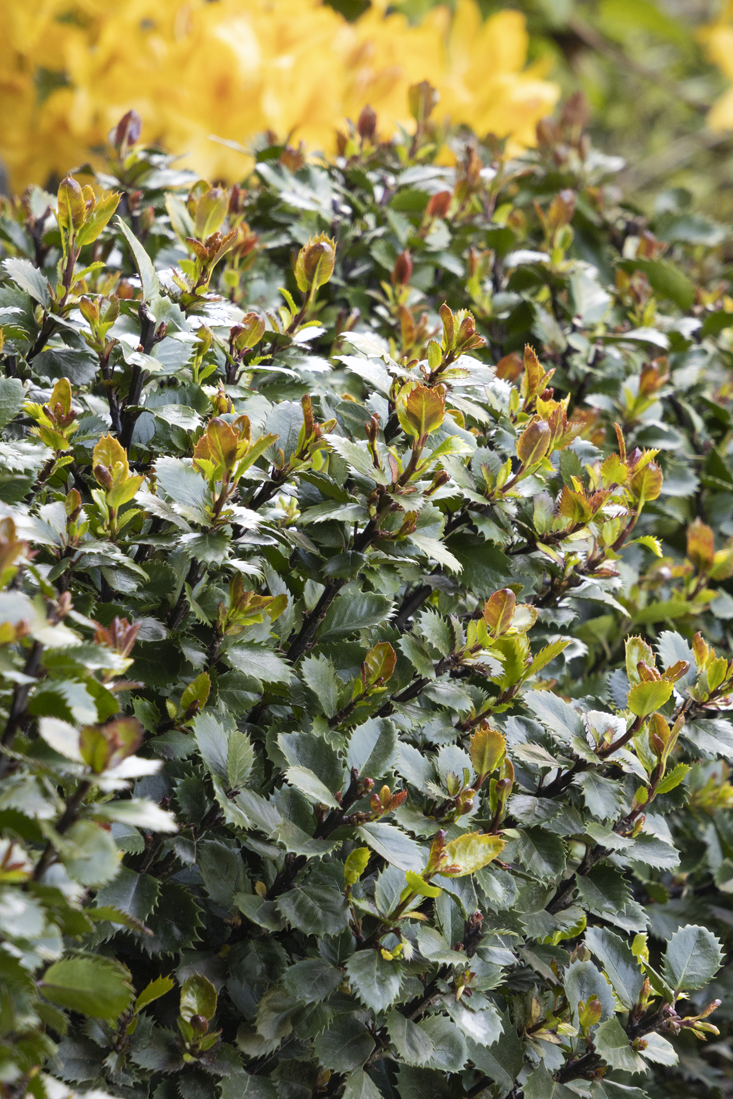 ILEX meserveae ´Little Pirate´® (´Monnieves´)Ⓢ | 2j.v.St. P9 0/1/1 | 10065