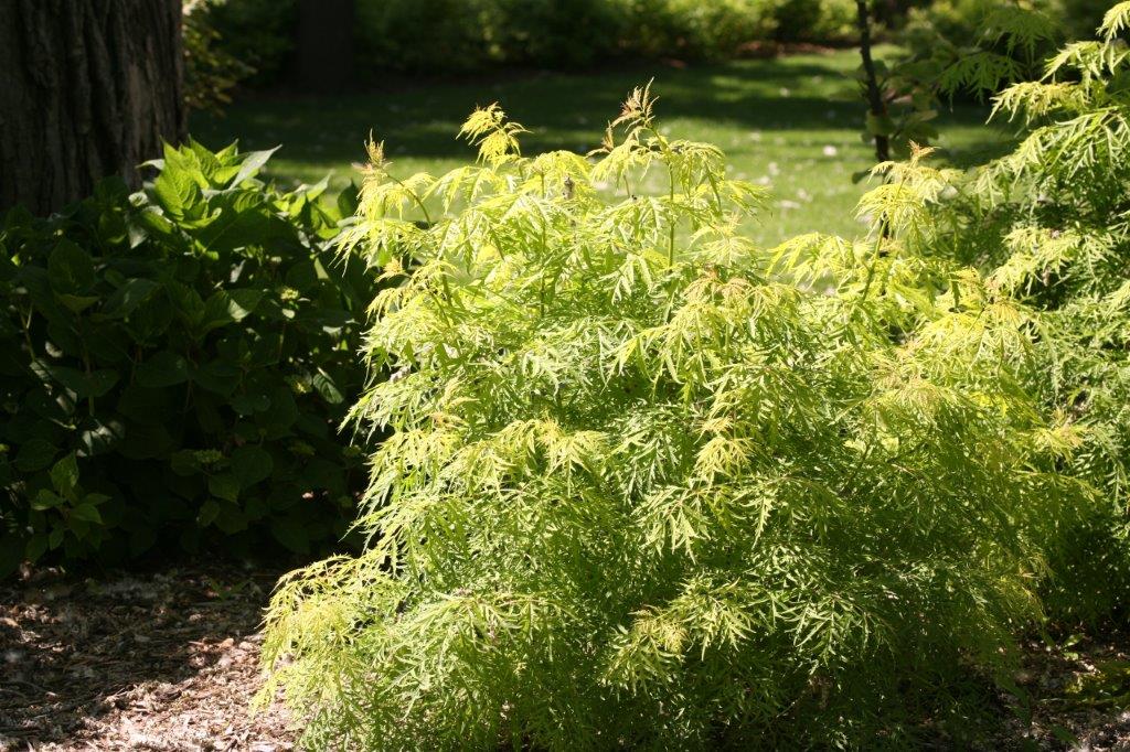 lemony_lace_sambucus_texture