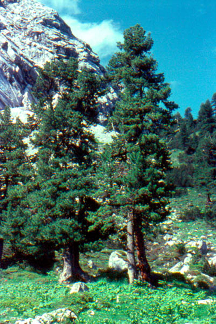 Arolla Pine, Swiss Stone Pine 