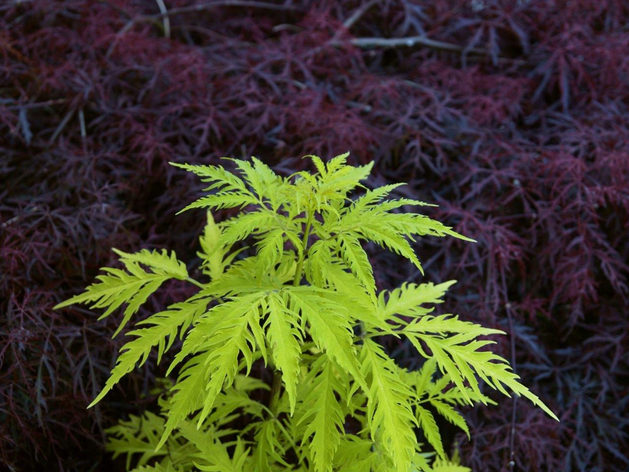 sambucus-golden-lace-1