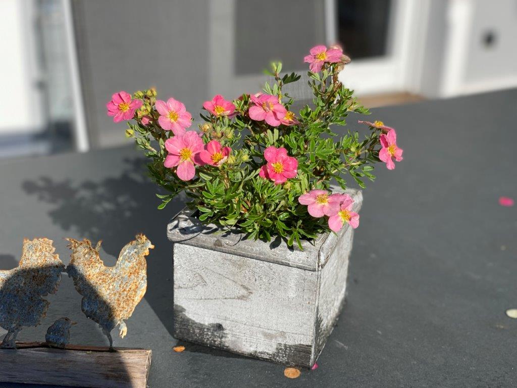 POTENTILLA-fruticosa-Lovley-Pink-19