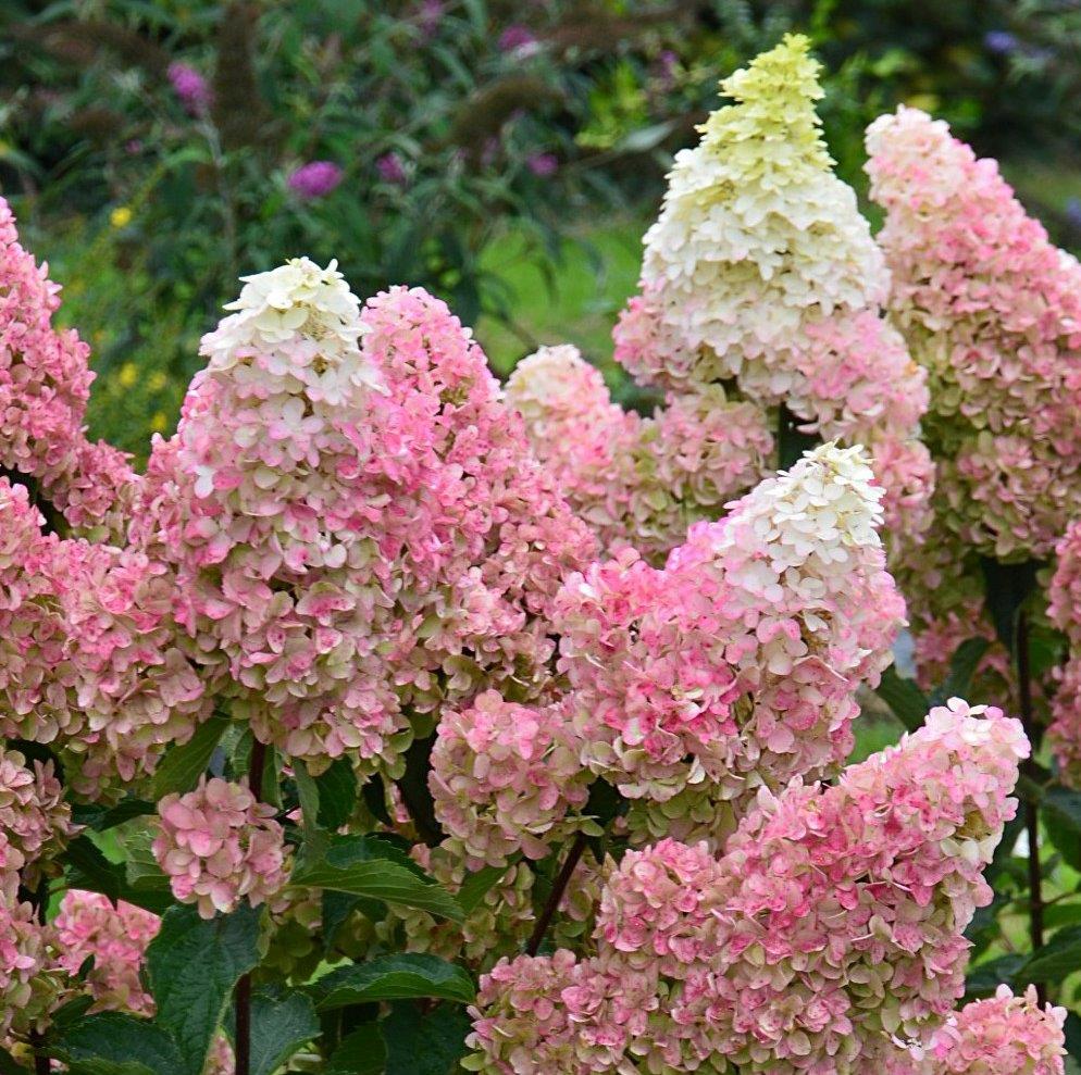 HYDRANGEA-paniculata-Fraise-Melba-8