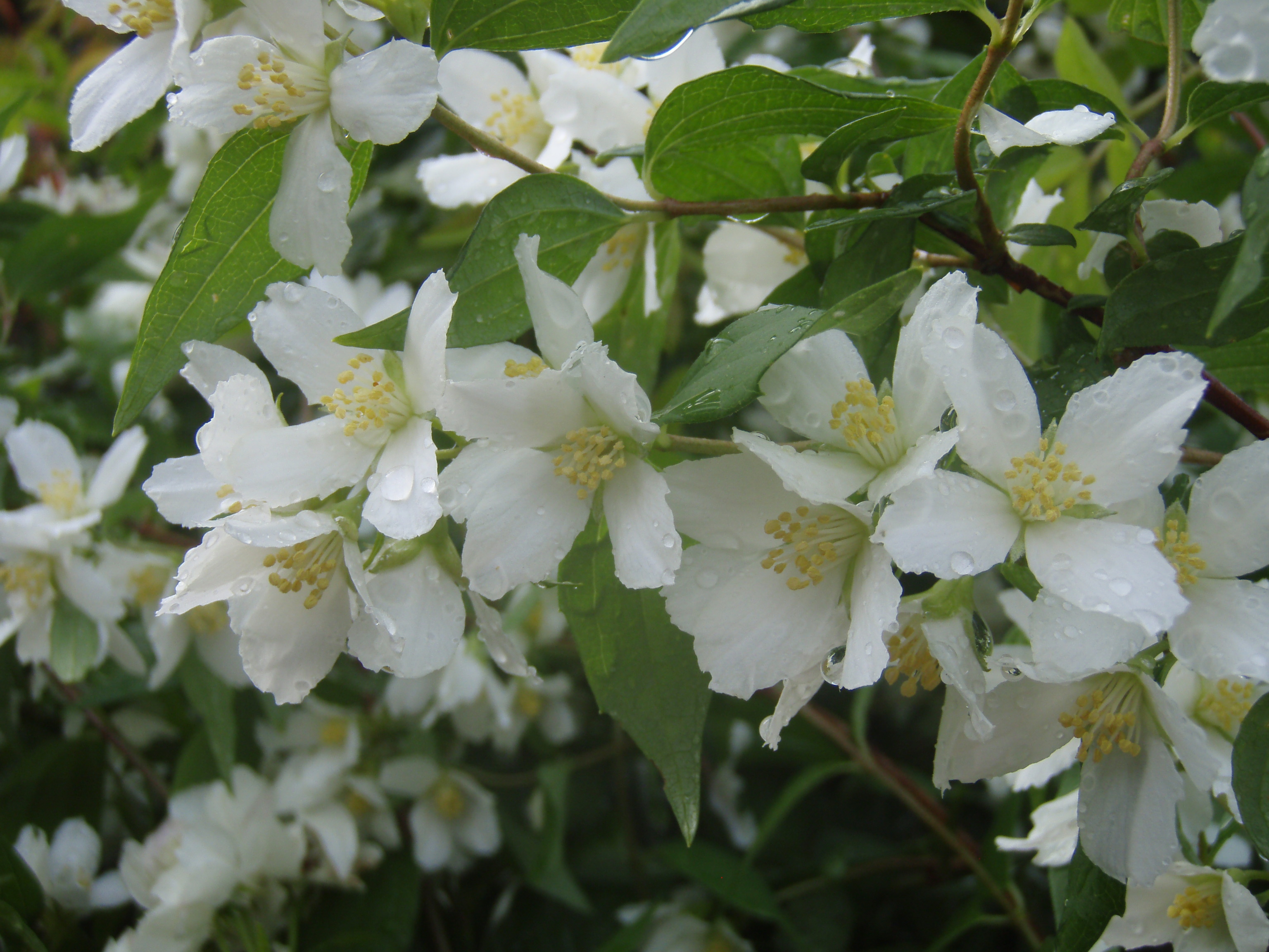 PHILADELPHUS ´Erectus´