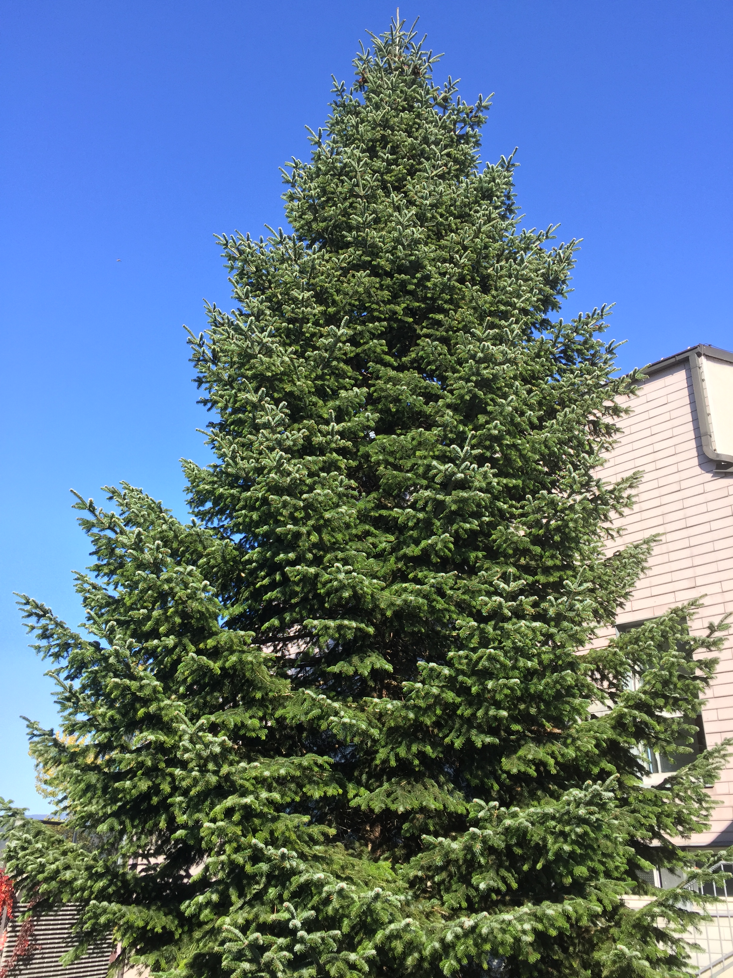ABIES nordmanniana - HKG Ambrolauri