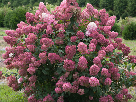 Hydrangea-paniculata-Fire-Light4