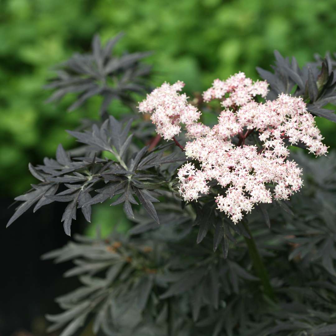 Sambucus-Laced-Up-6