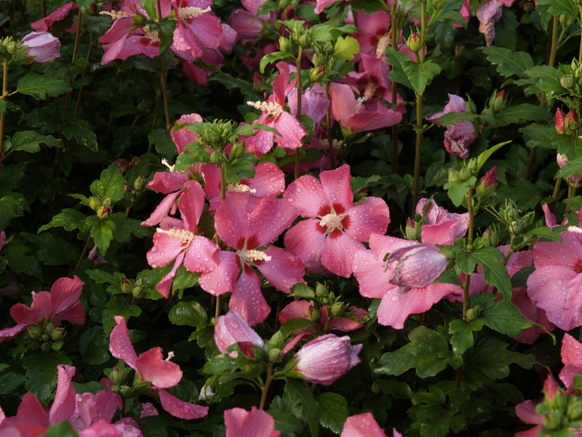 hibiscus-syriacus-pink-gigant-7